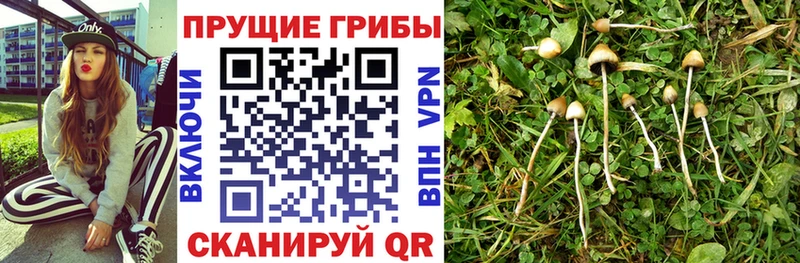 Псилоцибиновые грибы Psilocybine cubensis наркота Завитинск